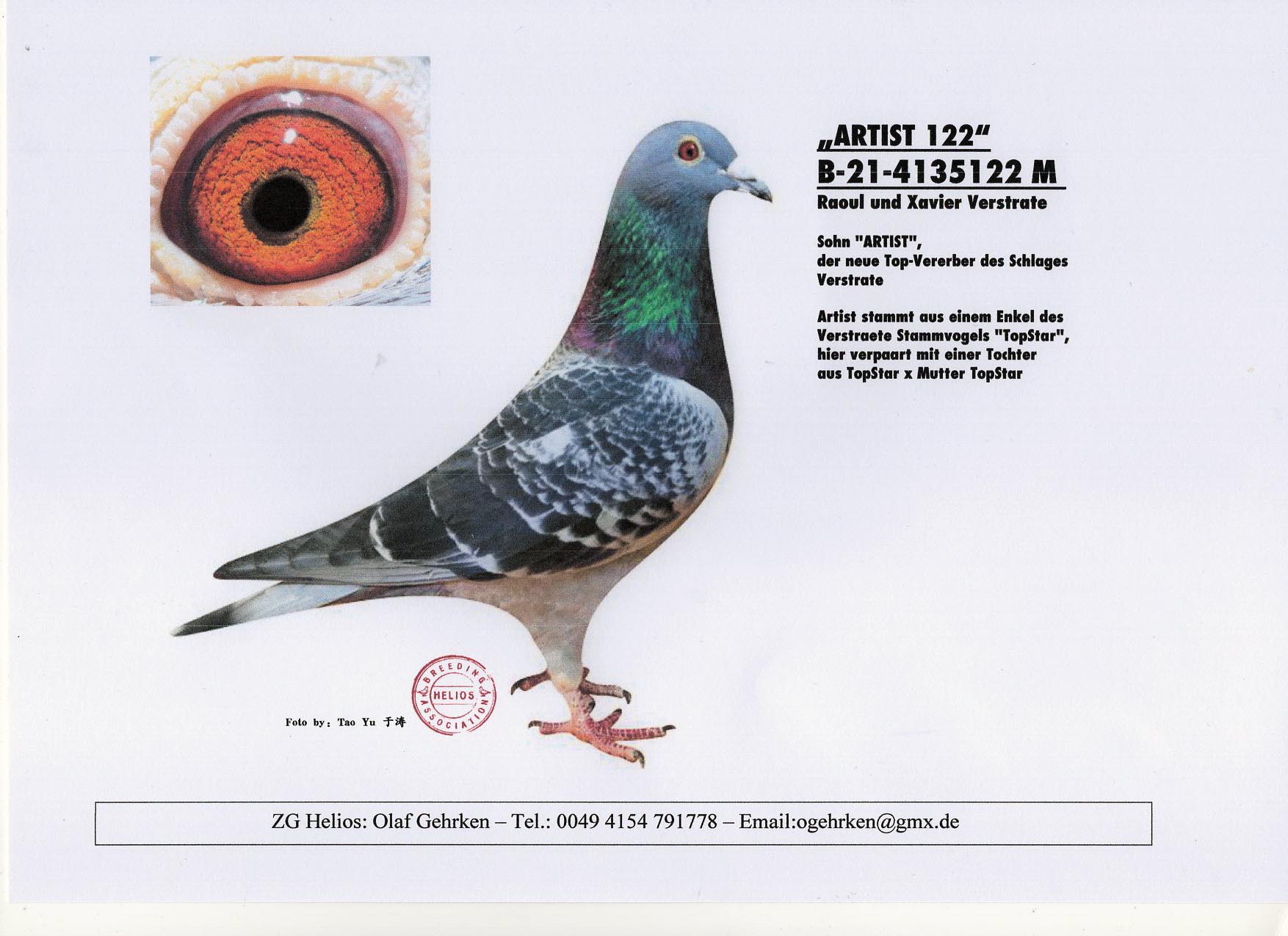 BE 21 4135122 M - VERSTRAETE PIGEONS - Son Artiest, top racer & breeder