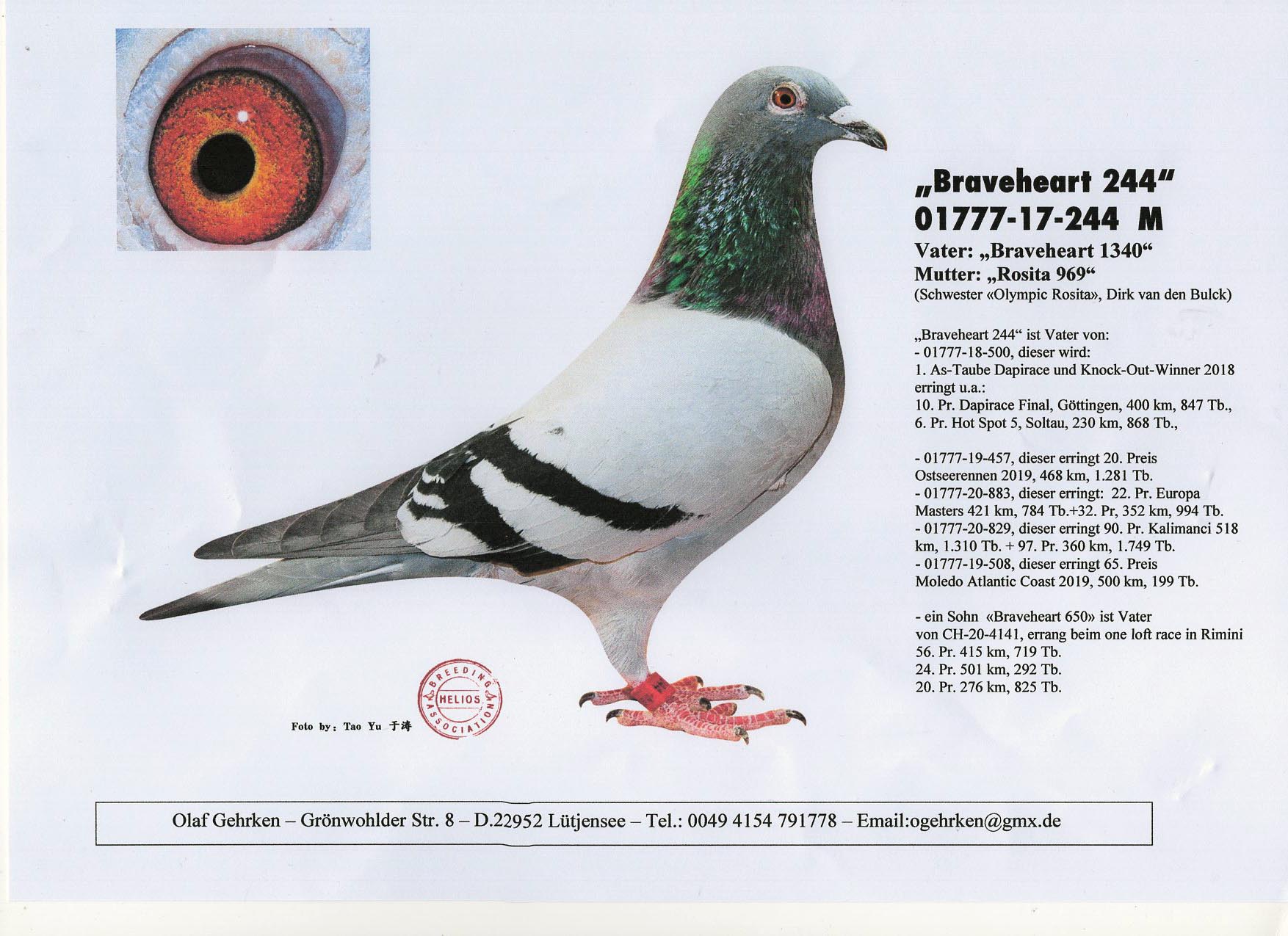 DV 1777 23 588 M - Half brother 1 Ace Danish Pigeon Race; Grandson Braveheart 1340