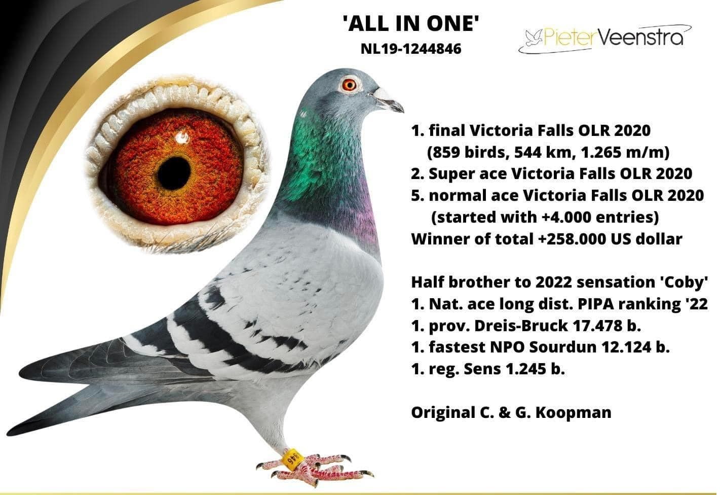 RO 24 507319 M - Inbred grandson All In One - 1 Final Victoria Falls OLR