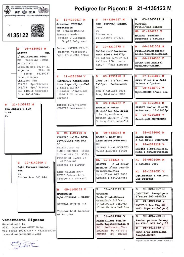 BE 21 4135122 M - VERSTRAETE PIGEONS - Son Artiest, top racer & breeder