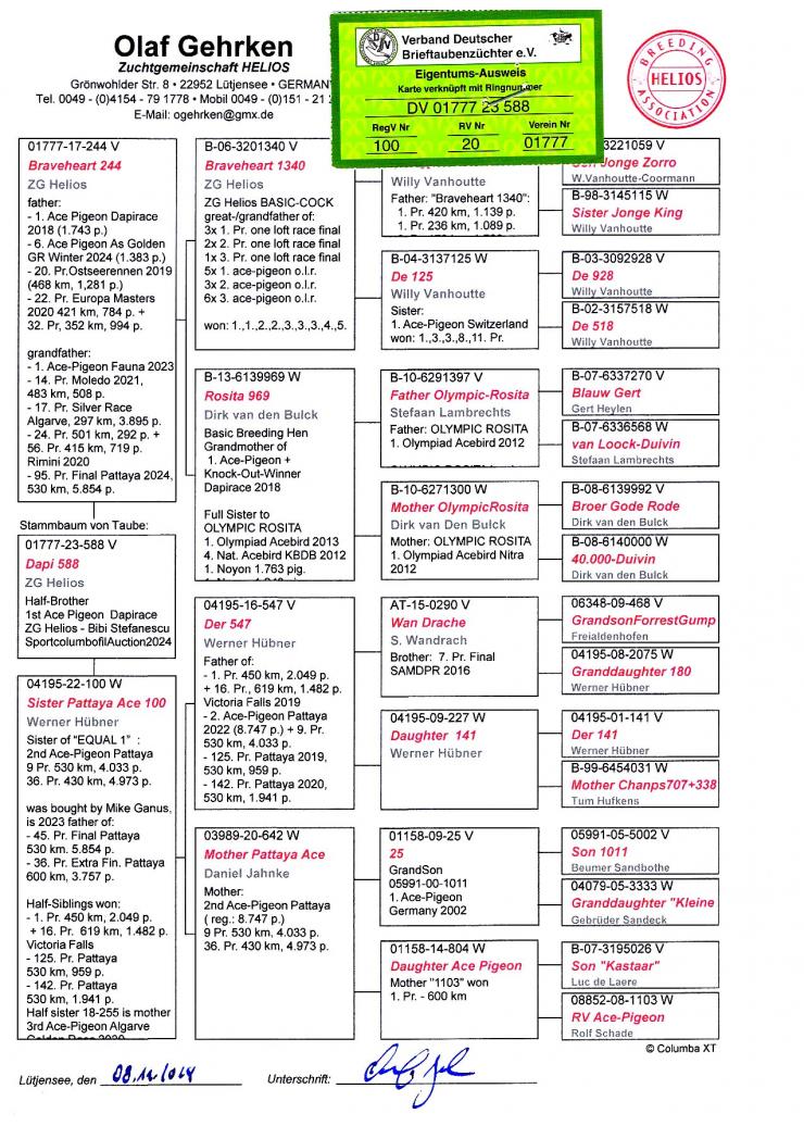DV 1777 23 588 M - Half brother 1 Ace Danish Pigeon Race; Grandson Braveheart 1340