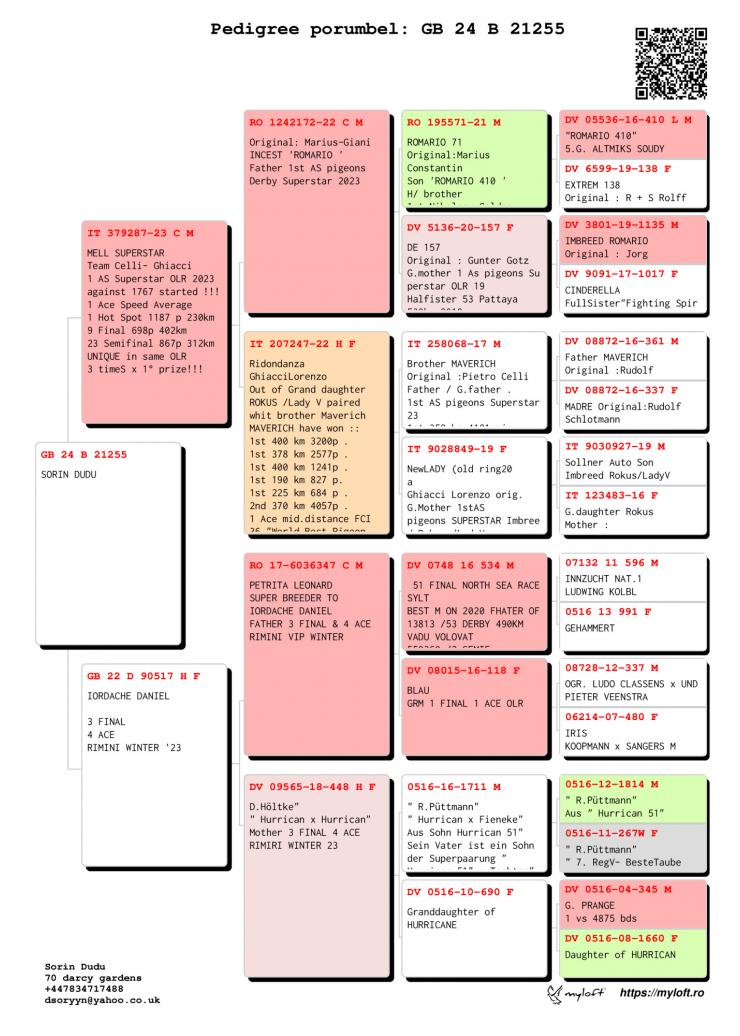 GB 24 21255 M - Son 1 Ace pigeon Superstar OLR 2023