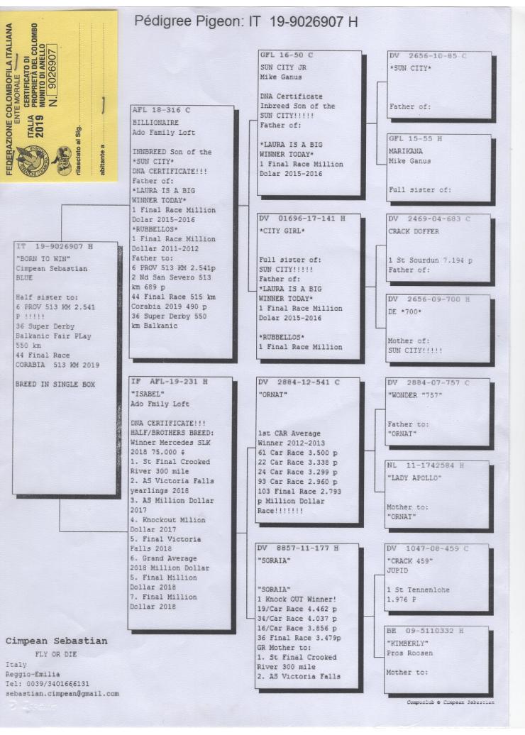 IT 19 9026907 F - Daughter Isabel; Grandaughter Ornat x Soraia 