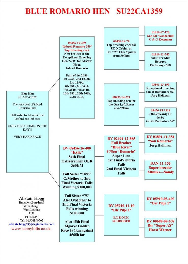 SU 22 CA 1359 F - Inbred Romario Hen, Half Sister to 1Semi Final Oxford one loft race